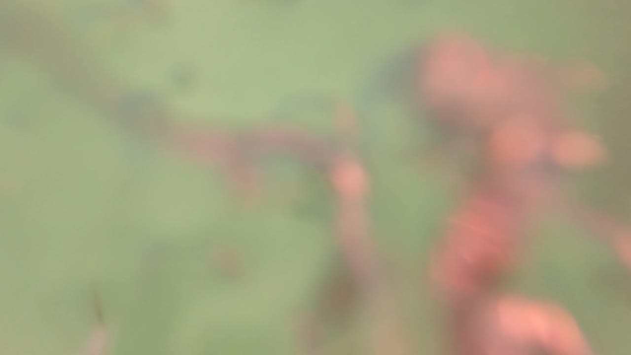 Blurred reddish shapes and green underwater haze in San Jose del Cabo, with the surface detail falling out of focus and no visible people.