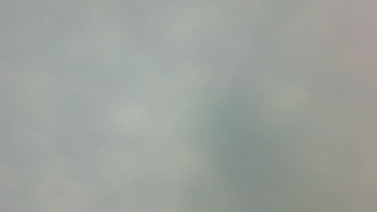 Soft underwater green haze with indistinct plant shapes