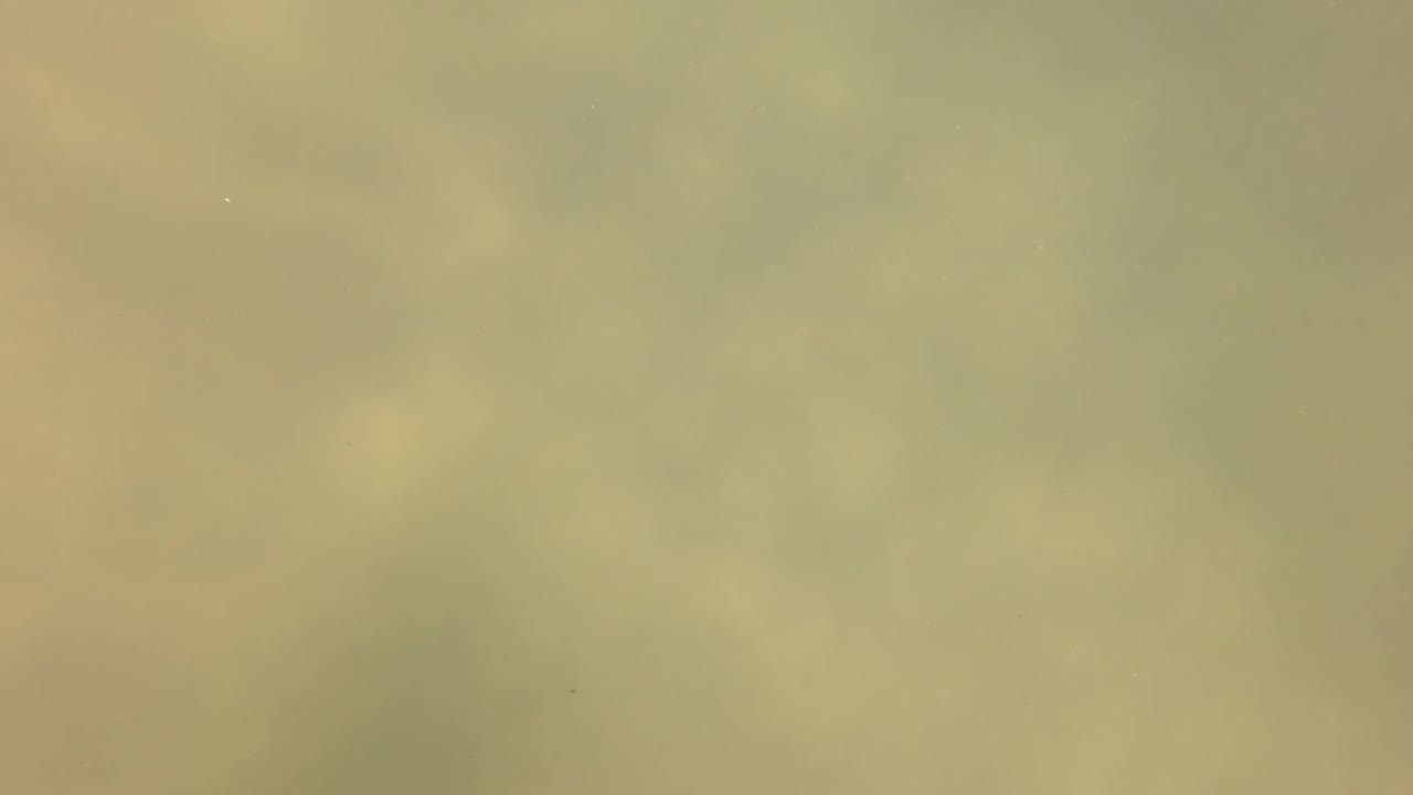 Murky underwater view in San Jose Del Cabo, Baja California Sur, with yellow-green water, indistinct plant shapes beneath the haze, and no visible people.
