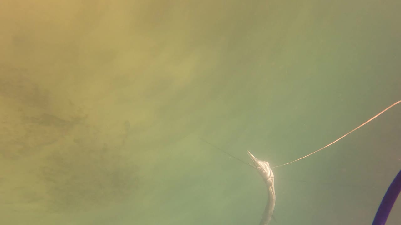 Small fish shape and fishing line visible in greenish murky water off San Jose Del Cabo, with no visible people.