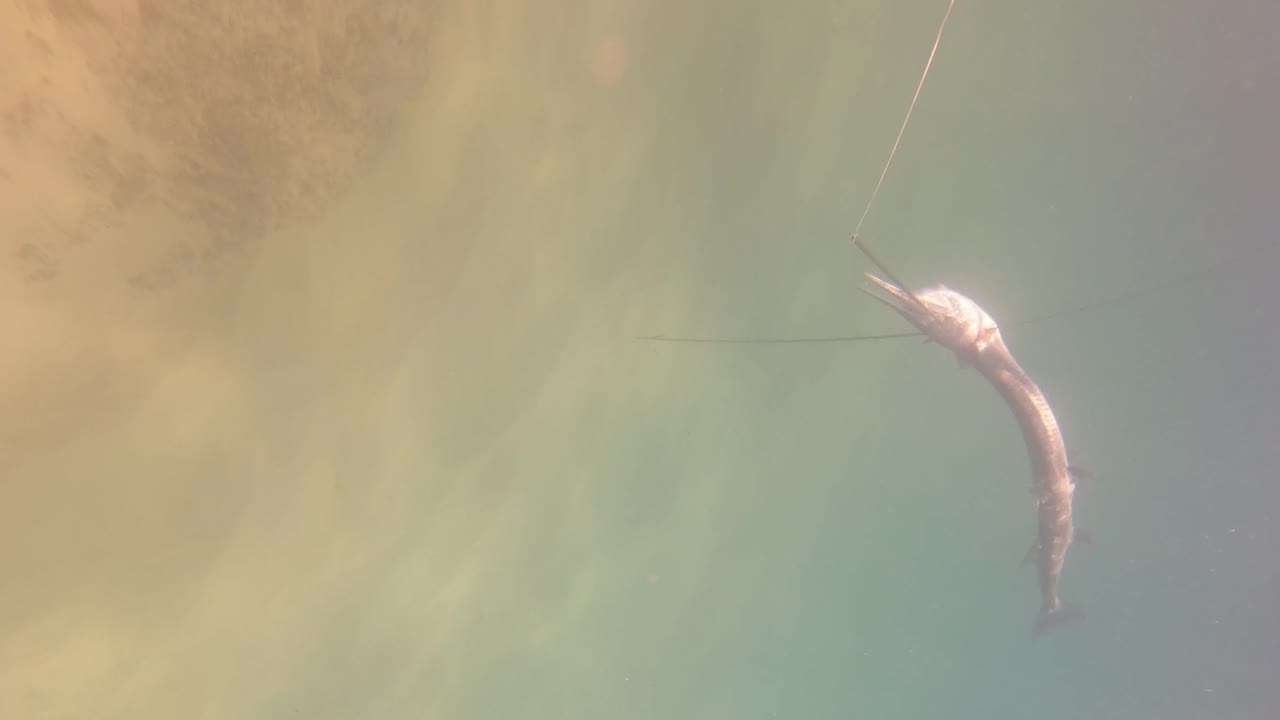 Small fish hanging on a fishing line in murky water