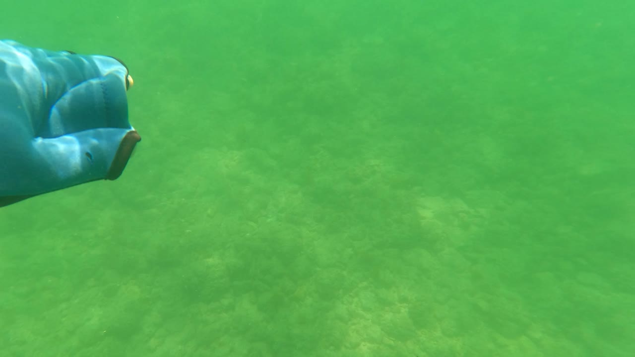 A blue-gloved hand enters from the left edge underwater in San Jose del Cabo, with green water and faint seabed texture behind it, no visible people.