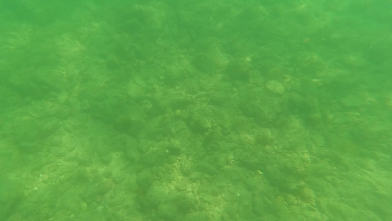 Sandy ocean floor visible through green water