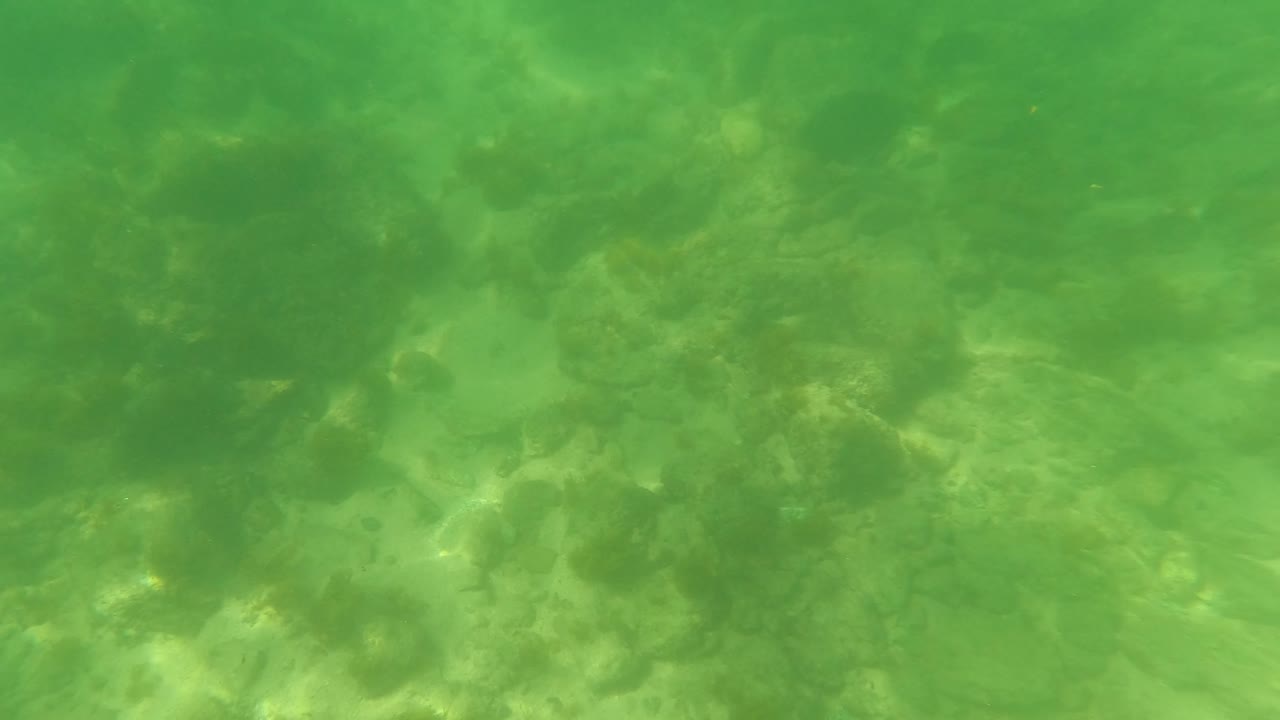 Green underwater view in San Jose del Cabo, Mexico, showing a rocky seabed below a rippled water surface with no visible people.