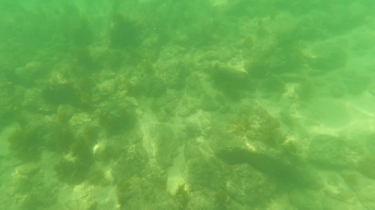 Underwater frame in San Jose Del Cabo showing algae-covered rocks and sandy gaps beneath green water with no visible people.