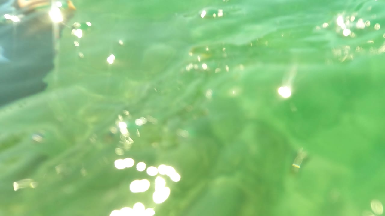 Green underwater frame in San Jose Del Cabo, Mexico, with the camera close to the water surface and bright specular reflections across the left side.