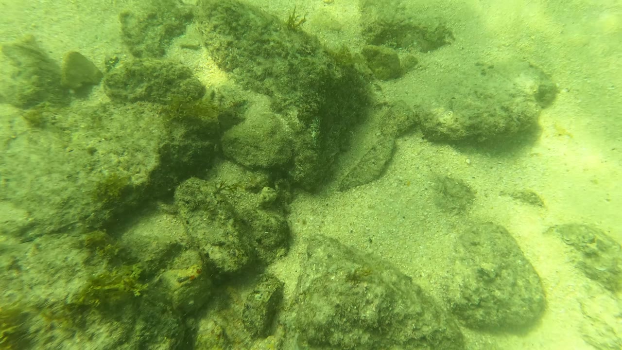 Rocky sandy seabed with algae patches in green-tinted water near San Jose del Cabo, Mexico, with no visible people.