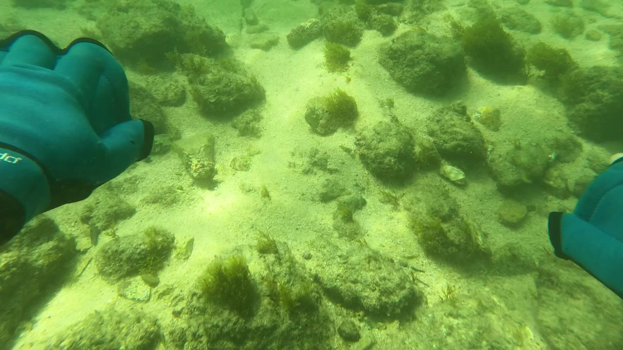 Blue diving gloves appear at both sides of the frame above scattered rocks, pale sand, and algae in San Jose del Cabo underwater footage.