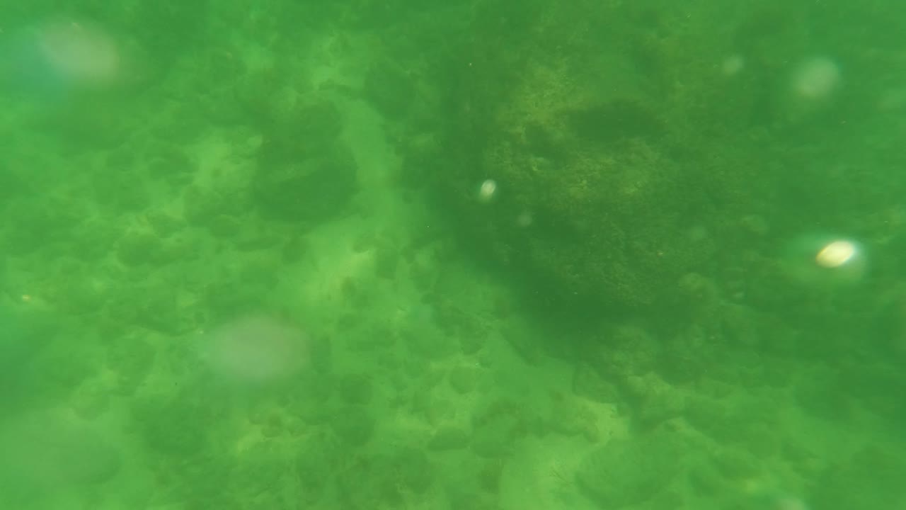 The frame holds on green-tinted underwater rocks and sandy bottom in San Jose Del Cabo, with the background fading into suspended haze and no visible people.