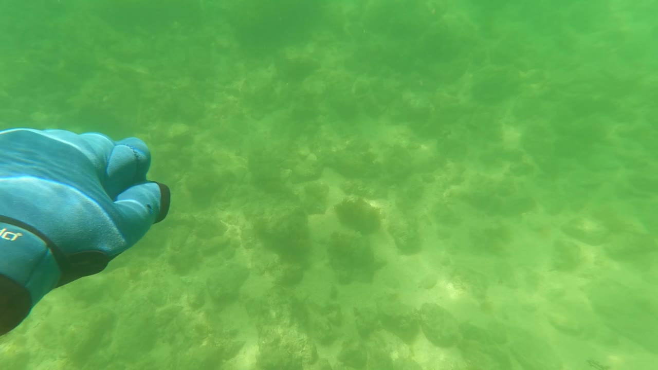 Blue gloved hand extends from the left toward the center over green-tinted shallow water and uneven rocks in San Jose Del Cabo, with no visible people.