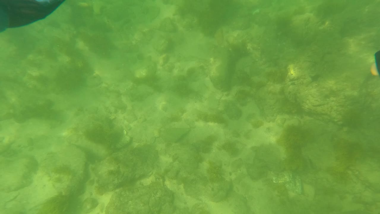 Underwater frame in San Jose del Cabo, Mexico, with green-tinted shallow water, a pale sandy and rocky seafloor, and no visible people.