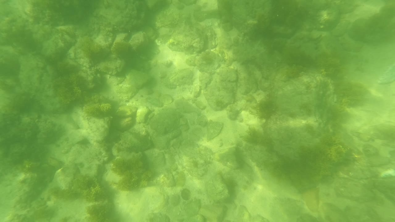 Opening underwater frame in San Jose Del Cabo showing green clear water over rocks, algae patches, and sandy gaps with no visible people.