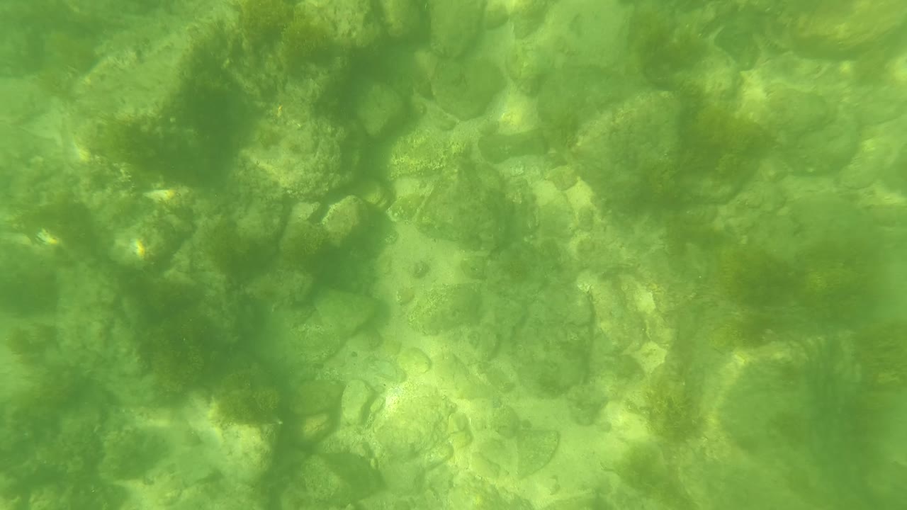 Second underwater frame in San Jose Del Cabo with larger algae clusters across the upper area, pale rocks below, and no visible people.
