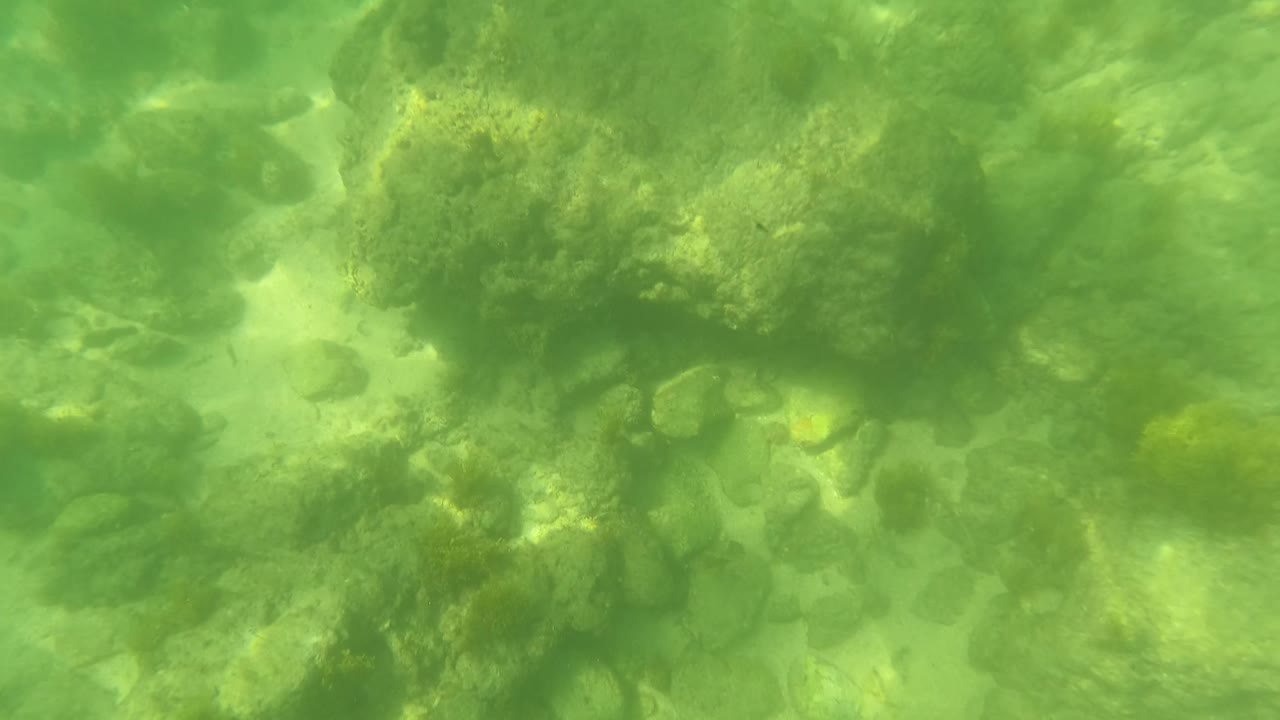 Third frame shows the San Jose Del Cabo seabed with dense dark algae near the right side, lighter stones below, and no visible people.