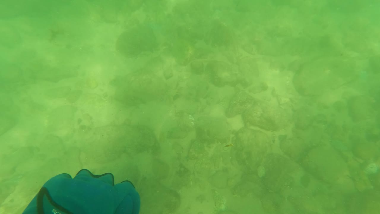 Green underwater seabed with a blue swim fin at lower left.