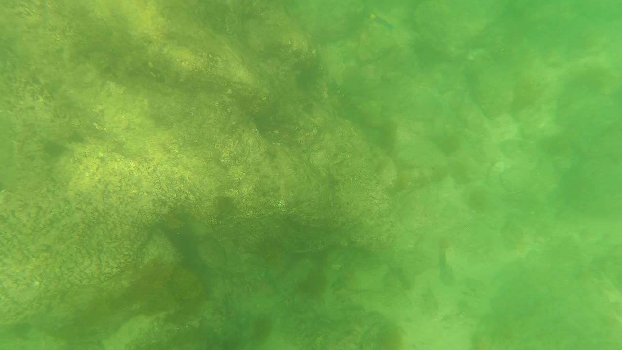 Rocky ocean floor in San Jose Del Cabo appears through green water, with mottled rocks, pale seabed patches, and no visible people.