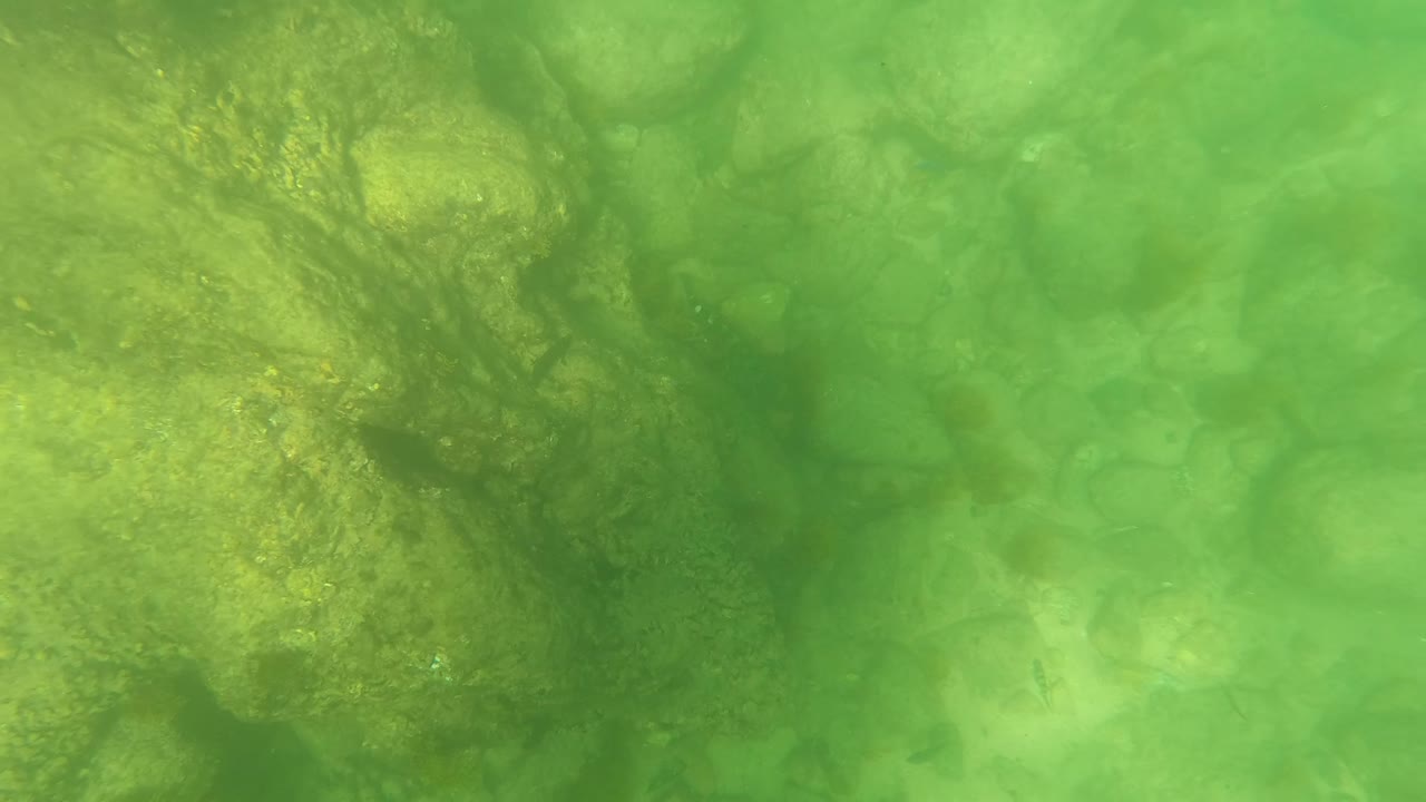 Closer rocky seabed detail in San Jose Del Cabo shows algae-coated formations under green-tinted water with no visible people.