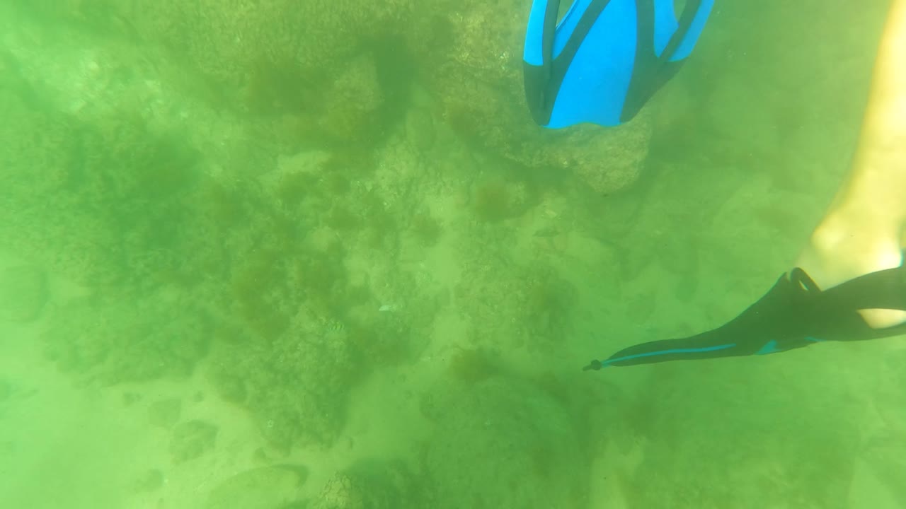 Snorkeler fins above green coral seabed