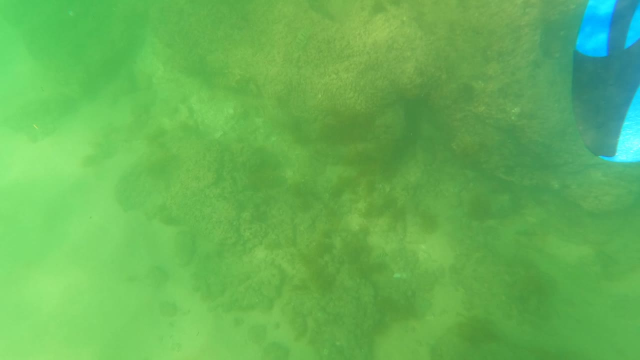 At 0:01, a blue fin tip remains near the top of the San Jose del Cabo underwater frame while coral, rocks, and sand sit below in green water.