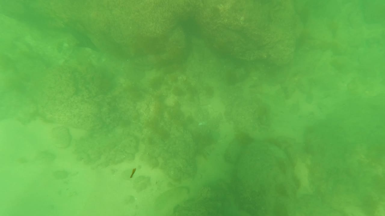 At 0:03, green water covers a coral and sand ocean floor in San Jose del Cabo, with no visible people in this frame.