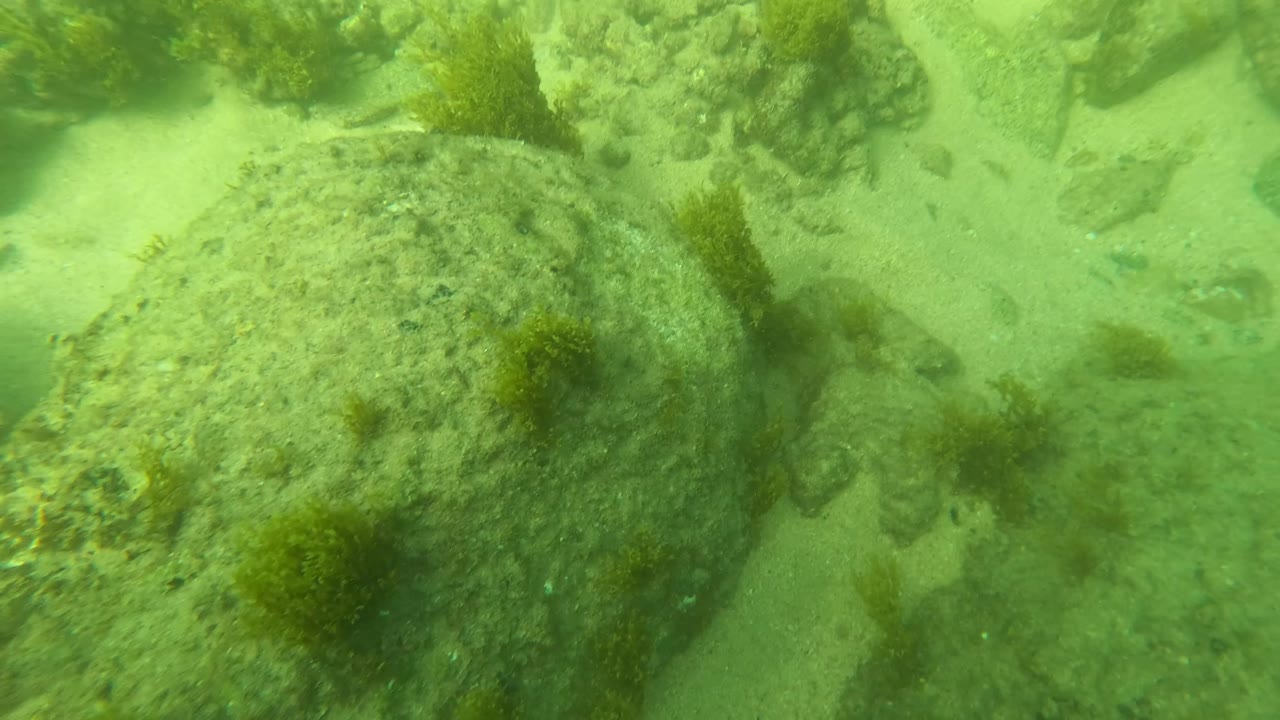 Rocky underwater seabed with algae and sandy gaps