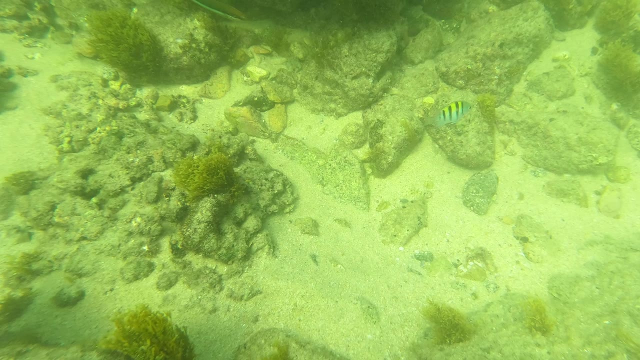 A downward underwater view shows algae-covered stones, scattered sandy pockets, and green-tinted water in San Jose Del Cabo, Mexico, with no visible people.