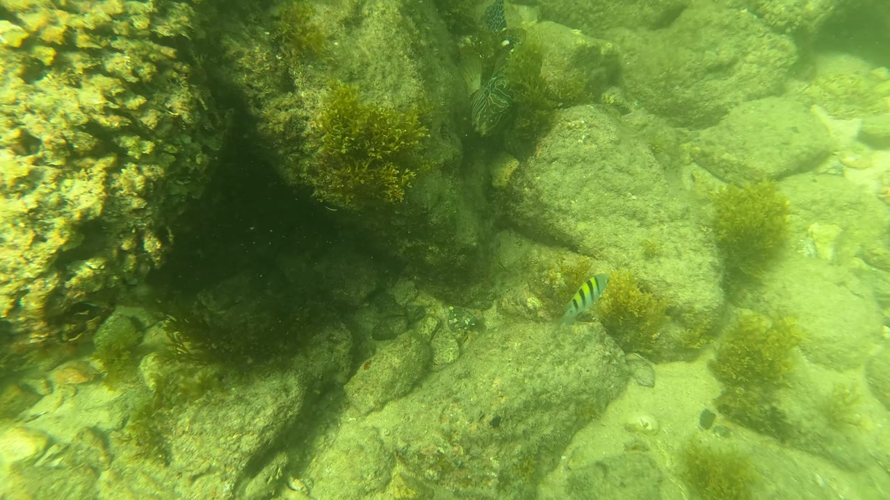 Small striped fish appear near rocks, seaweed, and sandy bottom in the green underwater shallows of San Jose Del Cabo, Mexico, with no visible people.