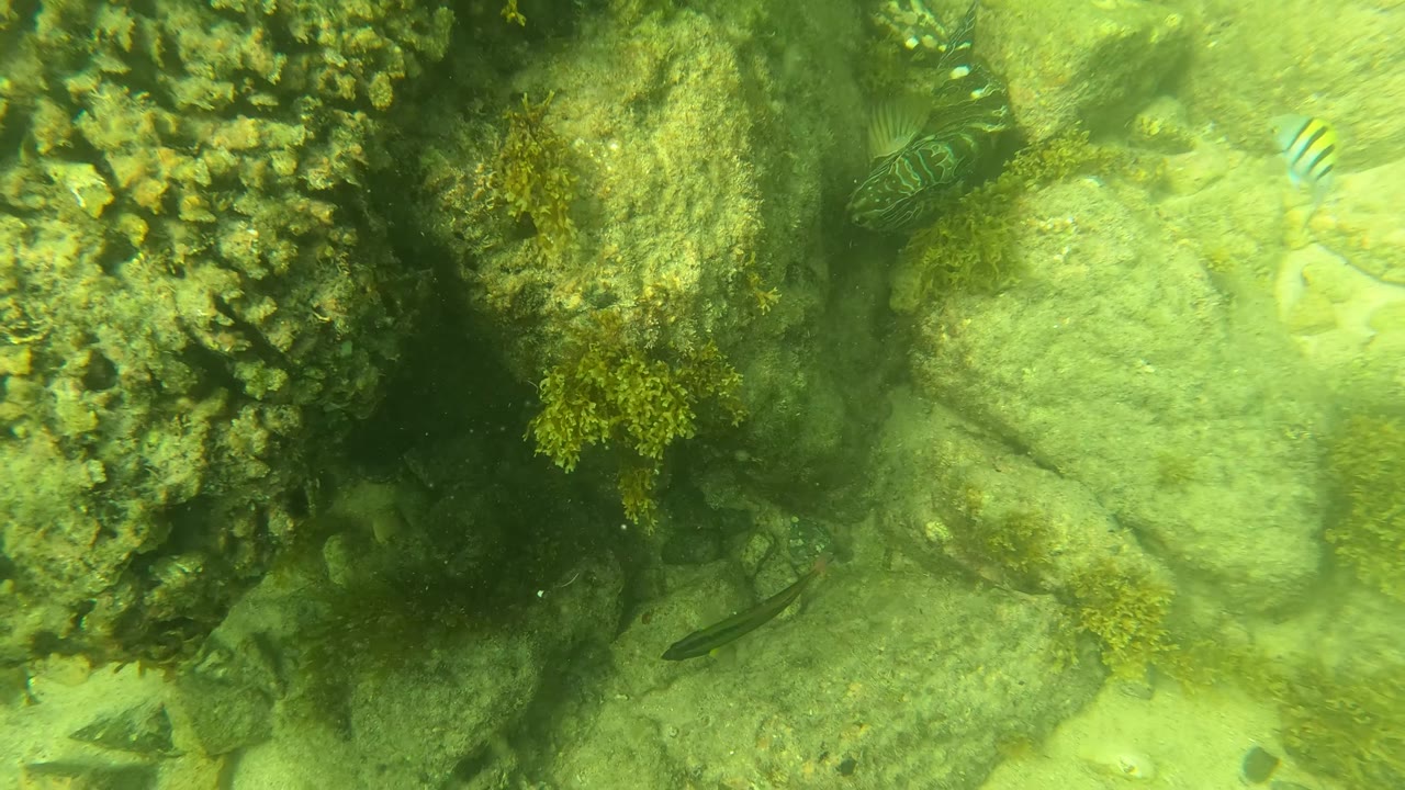 A rock edge covered with algae and marine growth fills the left side while pale sand and green water sit behind it in San Jose Del Cabo, Mexico, with no visible people.