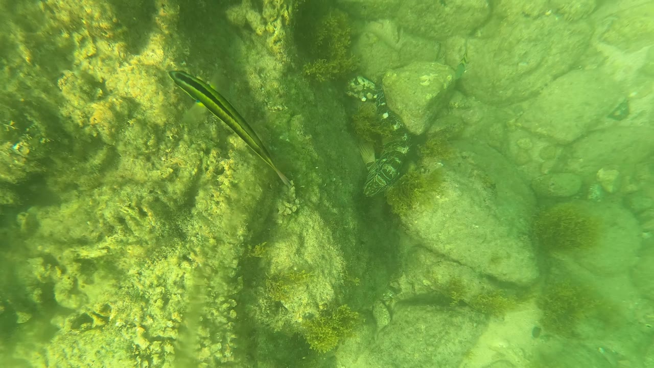 Green underwater view of rocky seabed and marine growth in San Jose del Cabo, with a small fish near the left side and no visible people.