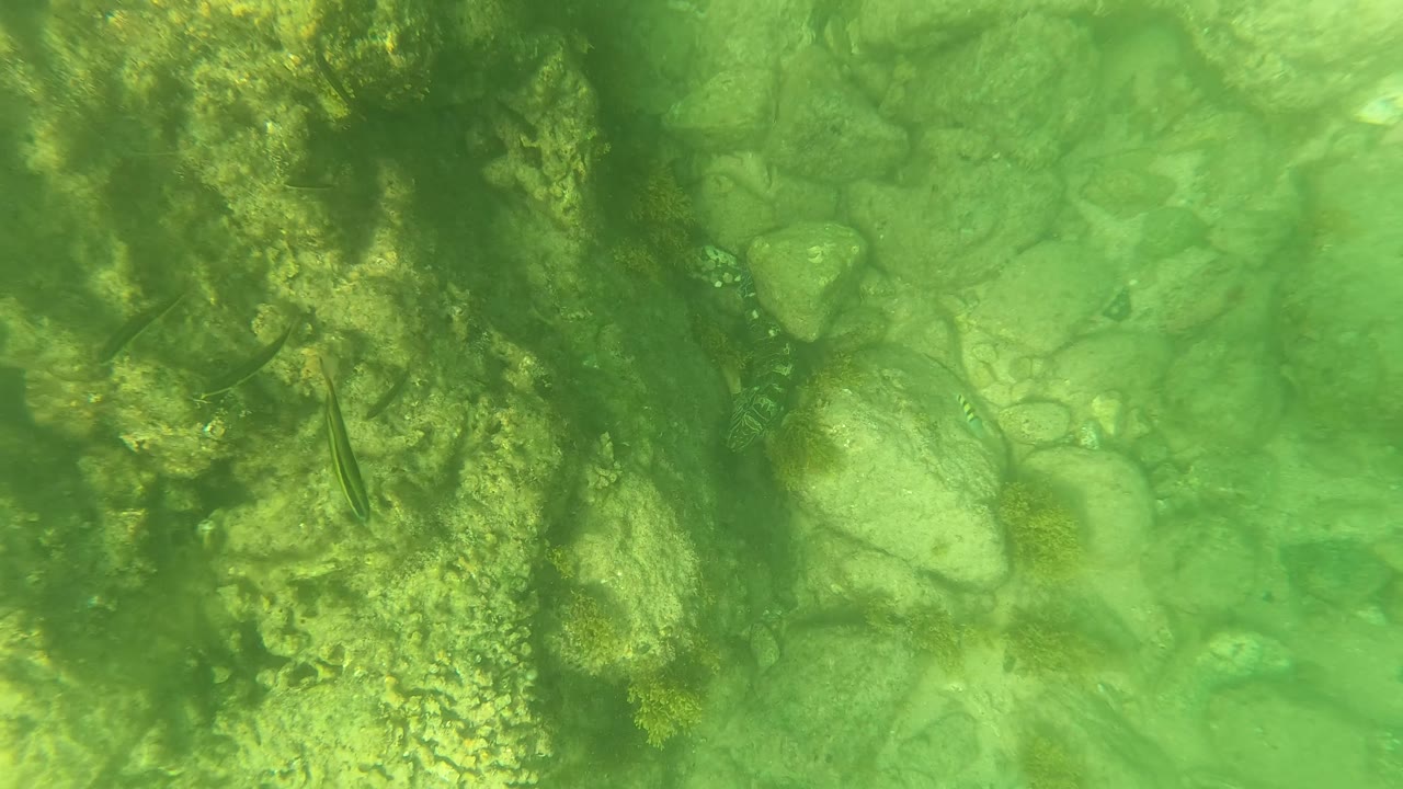 Rocky seabed seen through green water with fish near the rocks