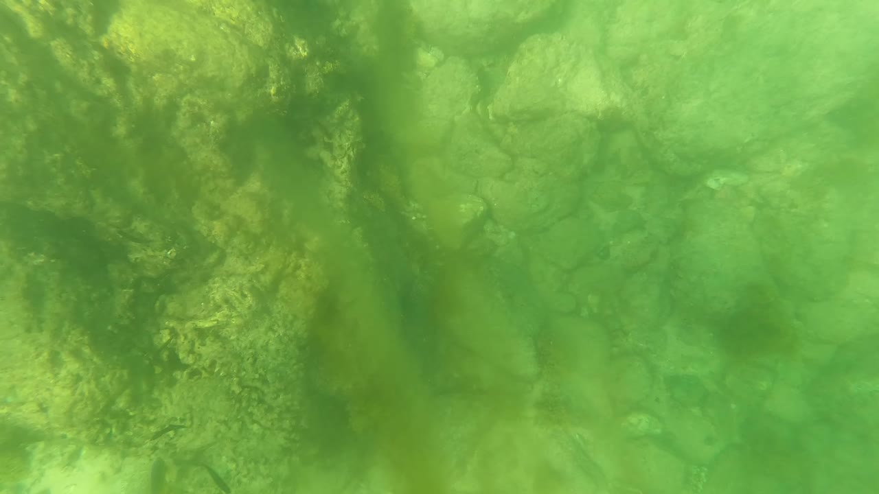 Cloudy green underwater view of stones and marine growth in San Jose del Cabo, with no visible people and only faint fish shapes near the rocks.