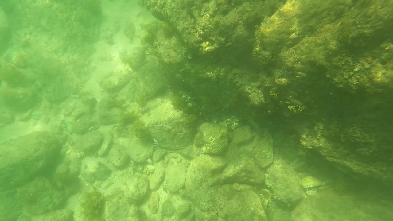 Green underwater frame from San Jose Del Cabo, Mexico with a darker algae-covered rock ledge above a pale sandy and rocky bottom, with no visible people.