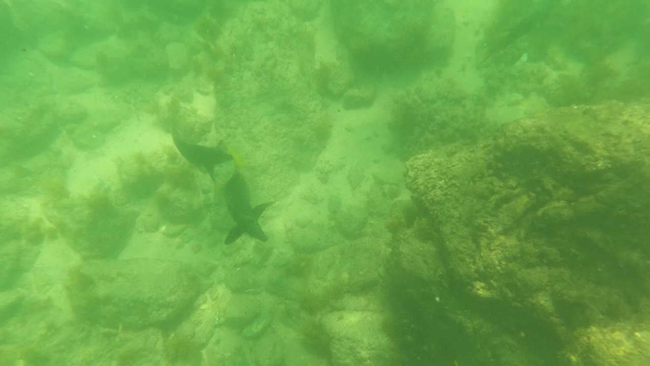 A small dark fish appears near the rocky seabed in San Jose Del Cabo, Mexico, with algae-covered rocks and green water around it, with no visible people.