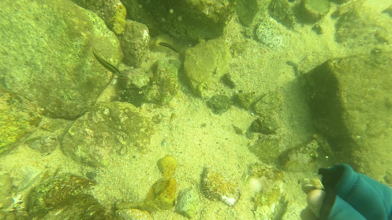 Underwater view in San Jose Del Cabo, Mexico showing pale rocks, green water, small fish shapes, and blue swimmer gear partly visible at the bottom edge.