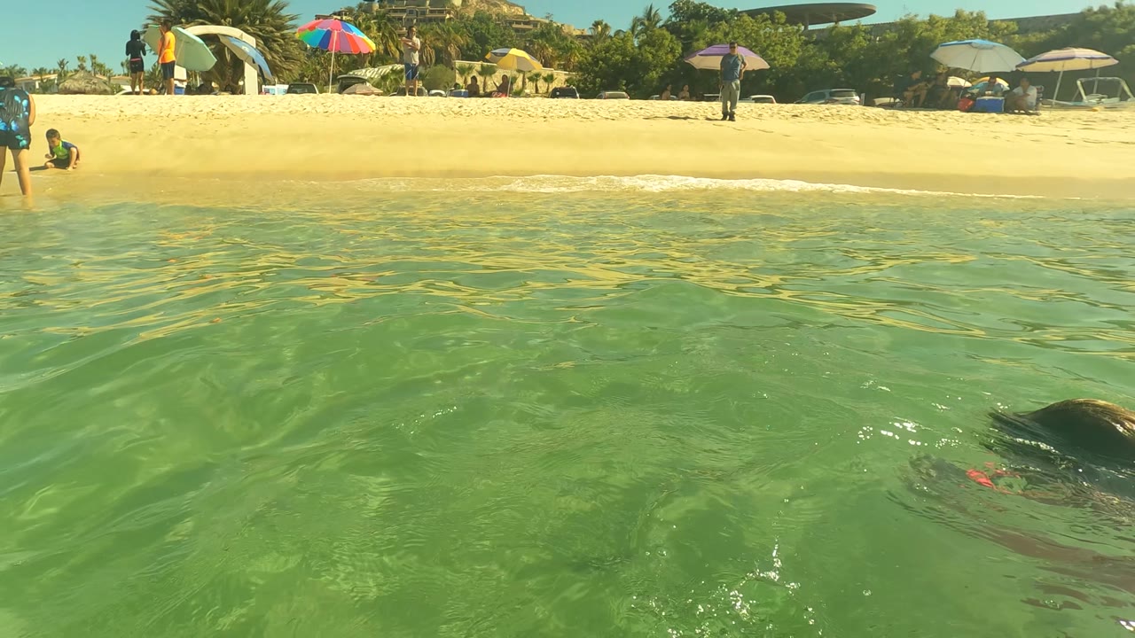 A child in a pink top snorkels through the midground at San Jose del Cabo, with rippled green water in front and beachgoers, umbrellas, and palms stretching across the sandy background.