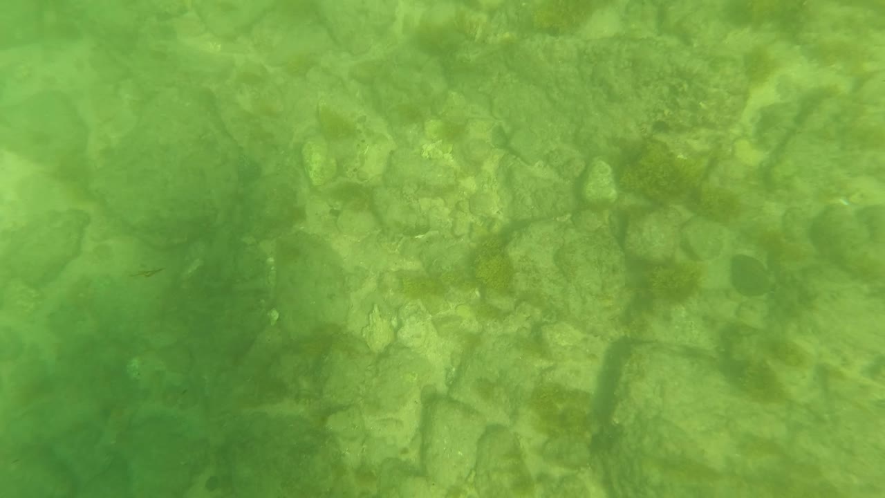 Underwater rocky seabed in San Jose del Cabo, Baja California Sur, Mexico, with green algae patches and no visible people at the opening moment.