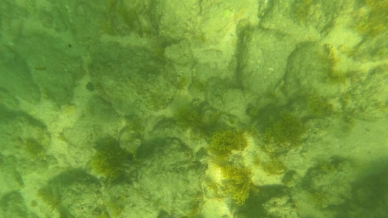 Rocky underwater seabed with a blue gloved hand entering from the right.