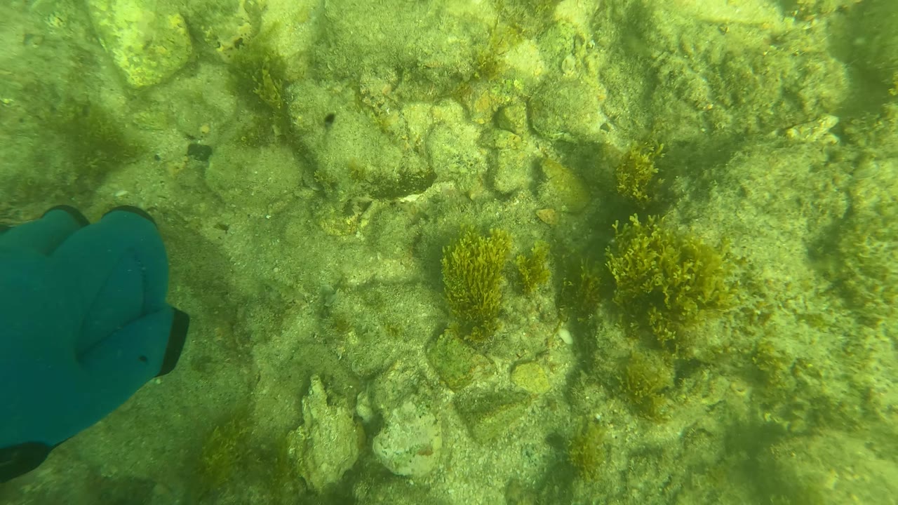The blue glove is partly cropped on the left while the San Jose del Cabo seabed shows pale rocks, sand, and scattered green algae, with no visible people.