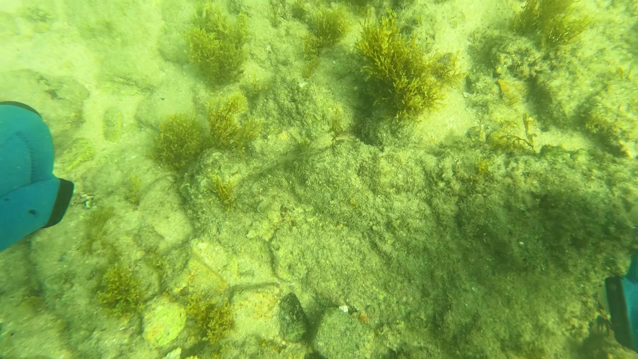 Blue gloved hand near the center over algae-covered underwater rocks.