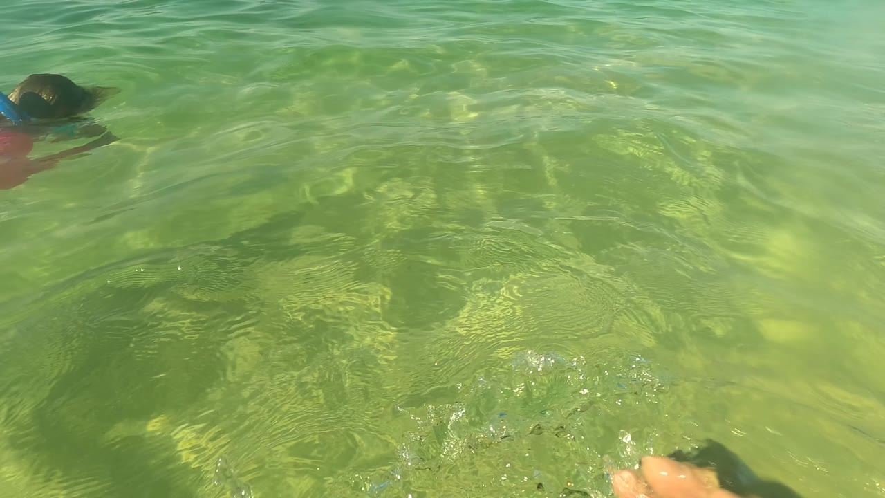 A snorkeler's head and arm appear near the water surface in San Jose Del Cabo, with clear green water and sandy seabed filling most of the frame.