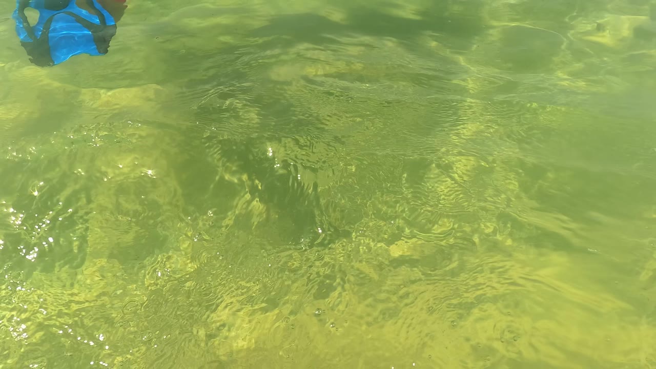 Blue fins near the edge of shallow rippled water