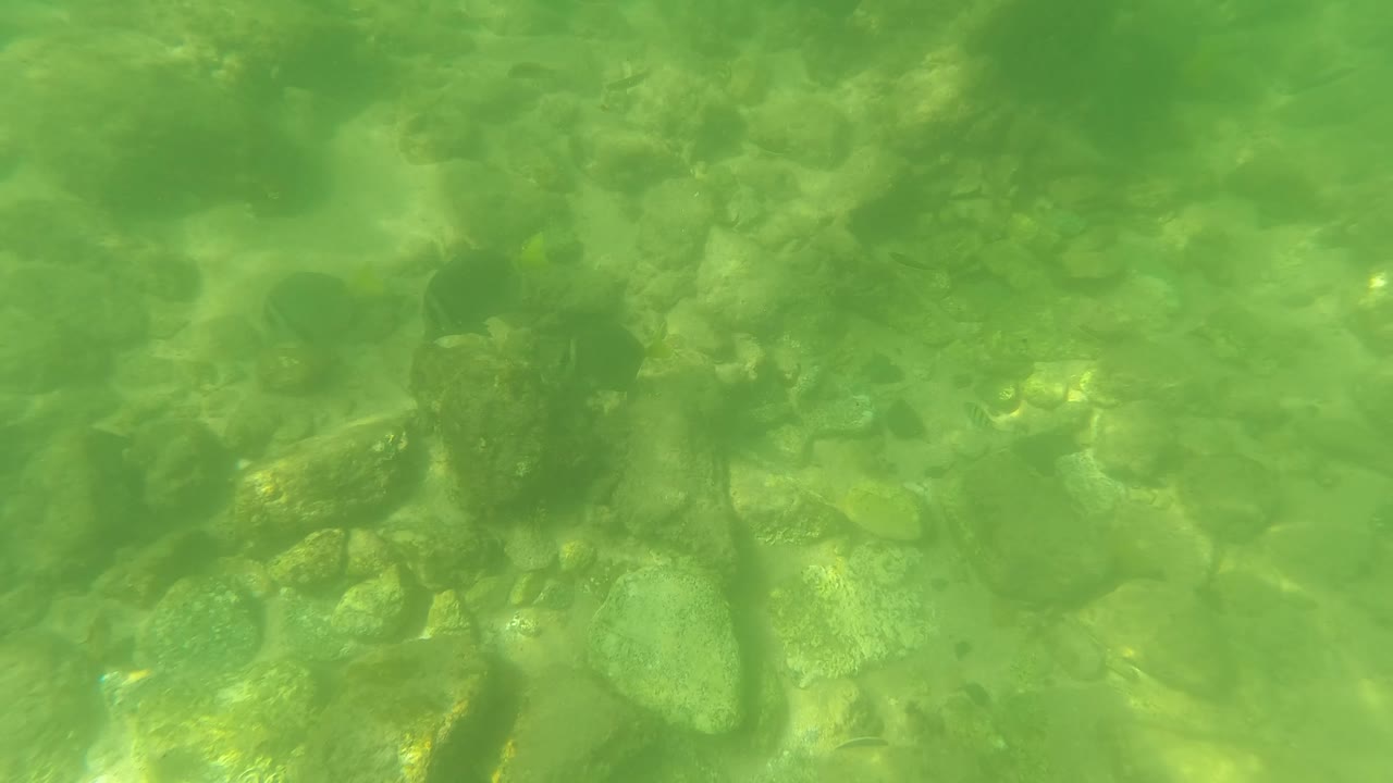 Small dark fish appear among the stones of a green underwater riverbed in San Jose Del Cabo, with pale sand pockets and no visible people.