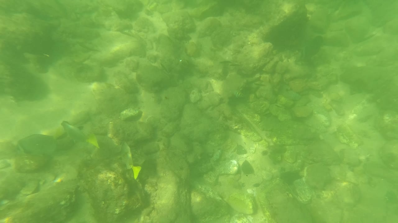 Mid-clip frame from San Jose Del Cabo showing green water over rocks, darker fish shapes near the lower area, and no visible people.