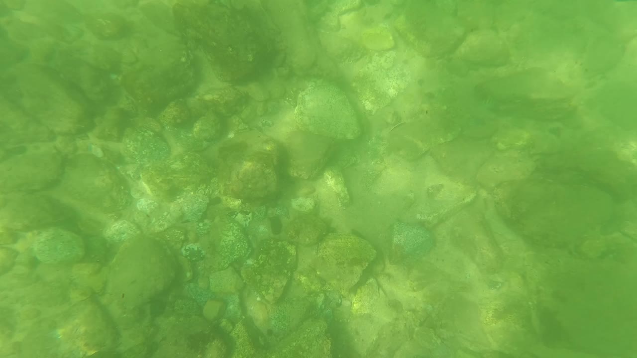 Mid-clip underwater view in San Jose Del Cabo with a green water cast, scattered river rocks, mossy growth, soft ripple light, and no visible people.