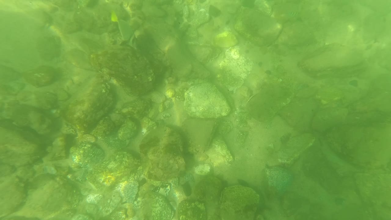 Green current over submerged rocks and algae-covered stones.