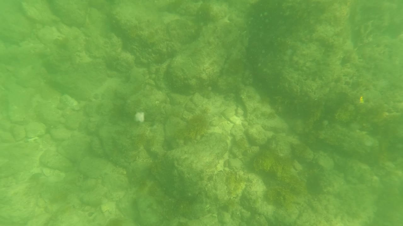 Green water over algae-covered rocks on the seabed
