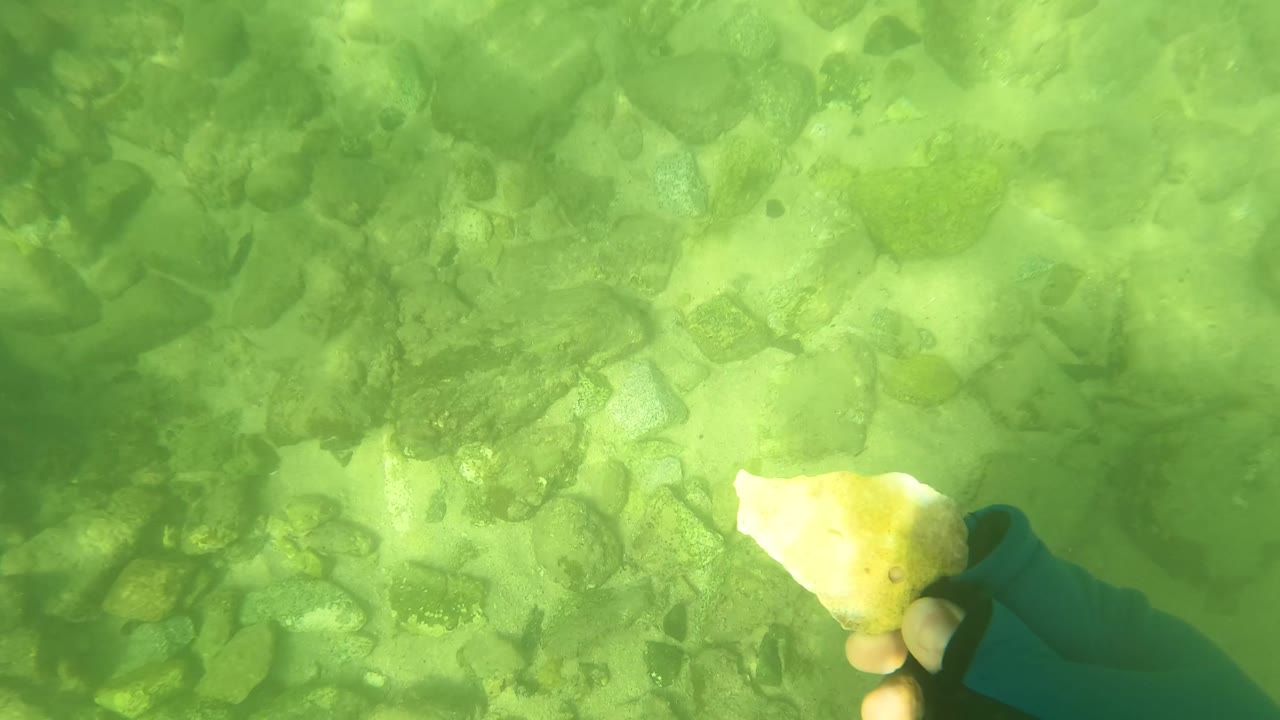 Underwater view in San Jose del Cabo, Mexico, with a hand holding a pale seashell over green water and a rocky seabed, no visible people beyond the hand.