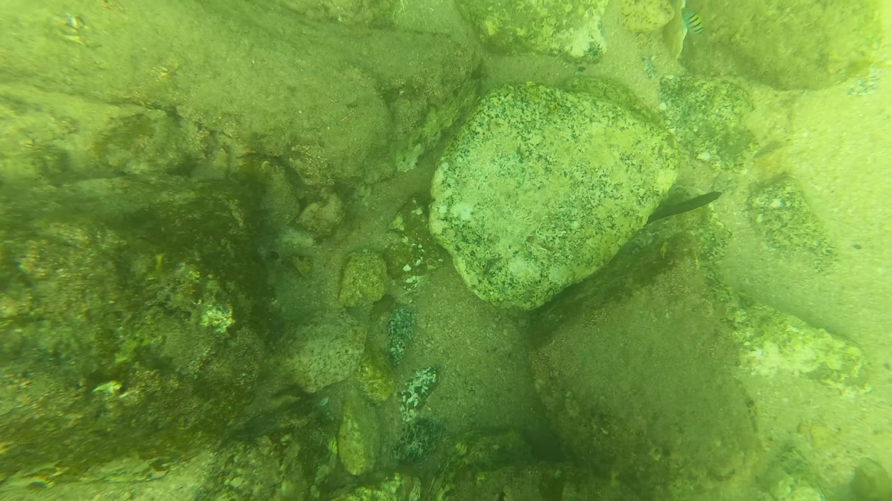 Underwater view in San Jose del Cabo of pale rocks and sand under green-tinted water, with a small fish near the upper left and no visible people.