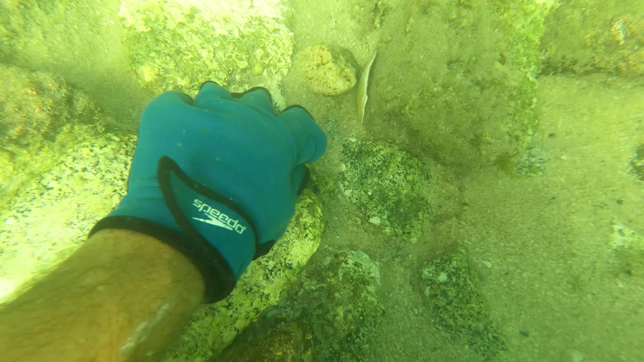 Close underwater frame in San Jose del Cabo showing a blue gloved fist and forearm near rounded stones, with green water and no visible face.