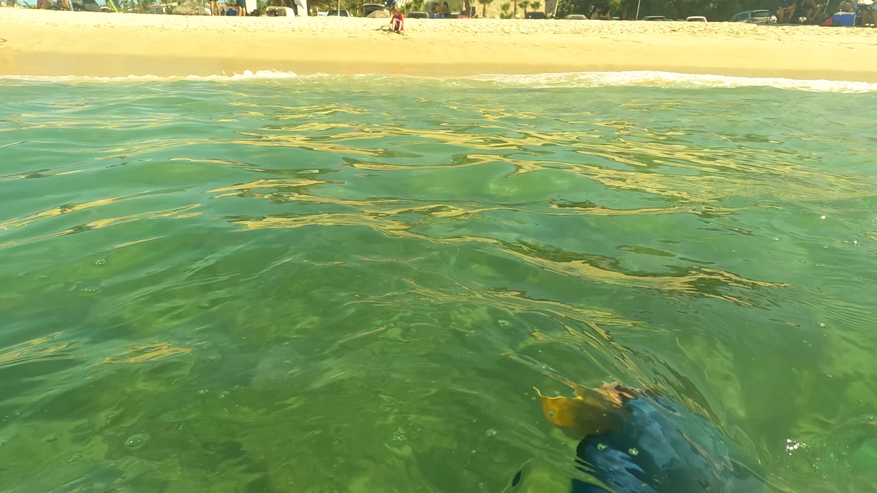 Sea turtle near the water surface with beach visible in the background.